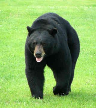 black-bear-0012.jpg