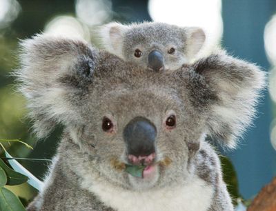 koalas.jpg