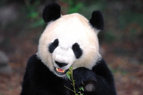 panda_bear02.jpg